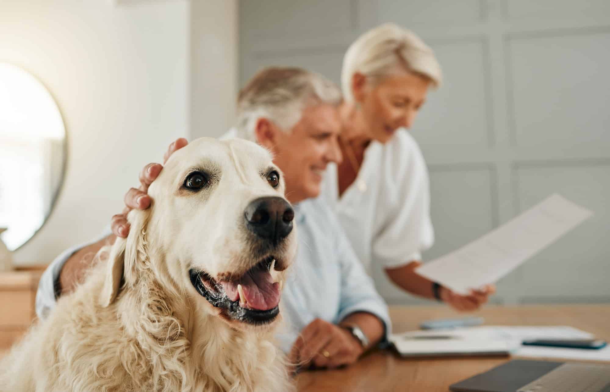 Senior, elderly couple and dog pet of people in a home looking at contracts and documents. Happines